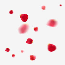 Floating Rose Petals Red Flying Floating Rose Petals Red Rose Petals Falling Petals Png Transparent Clipart Image And Psd File For Free Download Red Glitter Background Red Rose Petals Rose Petals