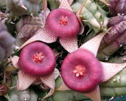 Image result for Huernia procumbens