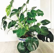 Jusqu'à 15 % de remise. Monstera Deliciosa Vente En Ligne De Plants De Monstera Deliciosa Pas Cher Leaderplant