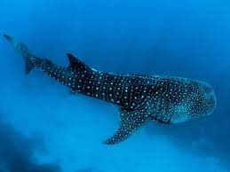 Distribución y hábitat la amplia distribución de esta especie pelágica abarca todos los mares templados y tropicales del mundo con excepción del mar. 10 Lugares Para Bucear Y Nadar Con El Tiburon Ballena