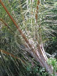 Image result for Raphia farinifera