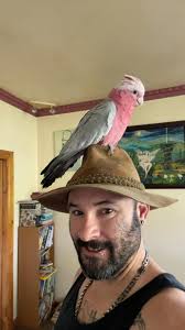 Has anyone seen a missing galah named Eddie in Abermain or surrounding  areas?