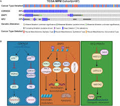 Maybe you would like to learn more about one of these? Frontiers Therapeutic Landscape Of Malignant Pleural Mesothelioma Collateral Vulnerabilities And Evolutionary Dependencies In The Spotlight Oncology