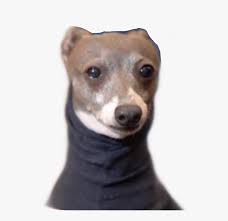 07.04.2018 · kermit is a very attractive 7 yr old italian greyhound found wandering about and. Cermet Kermit Jennamarbles Cermit Freetoedit Dog In Turtleneck Meme Hd Png Download Kindpng