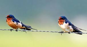 They are extremely agile in flight and they are widespread breeding birds in the northern hemisphere, migrating south in winter. Barn Swallow Sanbi