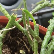 Image result for Cynanchum praecox