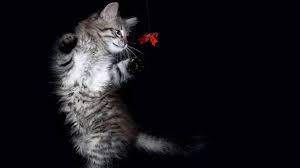 Find the best cute cat wallpapers for desktop on getwallpapers. Free Download Cute Cats Photo For Girls Desktop Wallpaper 1366x768 For Your Desktop Mobile Tablet Explore 50 Cat Wallpaper For My Computer Background Kitten Wallpapers Free Download Cat Wallpapers