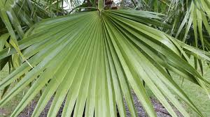 Image result for Livistona australis