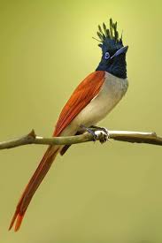 T Indian Paradise Flycatcher Terpsiphone Paradisi Male Genus Terpsiphone Birds Colorful Birds Flycatcher