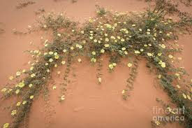 Image result for Tribulus zeyheri