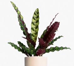 Indoor Plant Calathea Rattlesnake Calathea Lancifolia Easy Calathea Plants Plant Decor