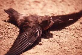 Pin On Anak Burung Walet