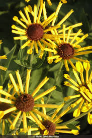 Image result for Ottelia kunenensis