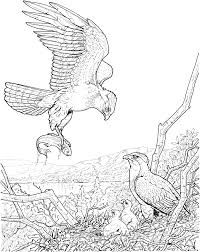 It is the national bird of the country and is of pivotal importance in any official and patriotic occasions like the 4th of july. Eagle Coloring Pages For Adults Coloring4free Coloring4free Com