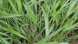 Image result for Urochloa dictyoneura