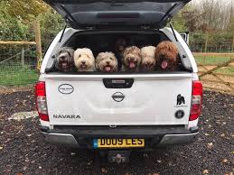 Enter your email address to receive alerts when we have new listings available for australian labradoodle puppies for sale uk. Creamofbritish Australian Labradoodles