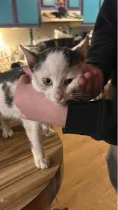 help for baby animal attacked by cat?