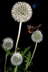 Image result for Echinops hoehnelii