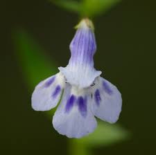 Image result for Linderniaceae