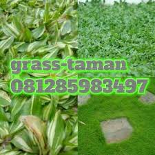 Jika rumput gajah mini tumbuh subur dan padat rumput liar tidak akan bisa tumbuh di sela sela rumput gajah mini. Jual Rumput Gajah Mini Home Facebook