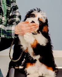 And parts of west virginia. Pandemic Puppies And How To Train Them The New York Times