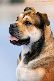 Ca De Bou By Boris Glukharev Dog Breeds Unique Dog Breeds Purebred Dogs