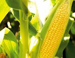 Sahabat 99, tahukah kamu jenis jagung yang paling diminati di. Cara Budidaya Jagung Manis Yang Baik Dan Benar
