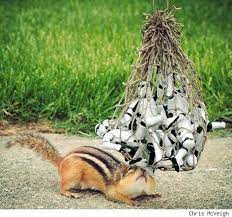 Action Figures And Dead Squirrel Google Search Cute Squirrel Happy Star Wars Day Star Wars