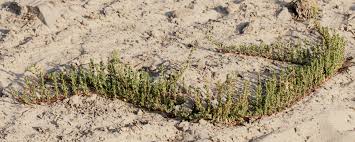 Image result for Bergia pentheriana