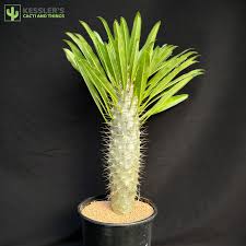 Image result for Pachypodium