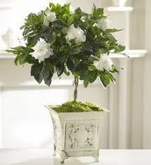 You should retain as much of the original soil as possible. 17 Potted Gardenia Plants Ideas Gardenia Gardenia Plant Plants