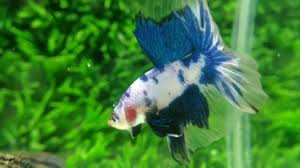 Pin By Chuang Peck Say On Gardening Video Tropical Fish Aquarium Aquarium Fish Betta Fish Types