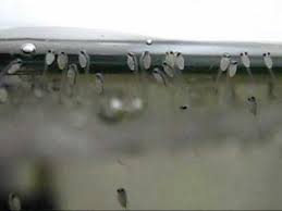 Newly Hatched Betta Fry Youtube