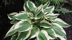 The hosta patriot itself was a sport of francee which has the same color variegation but the francee hosta's outer leaf color is narrower. Are My Hosta Patriot Or Minuteman Can You Tell The Difference