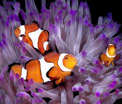 Ocellaris Clownfishs In Sea Anemone Adobe Rgb High Resolution Great Barrier Reef Barrier Reef Australia Clown Fish