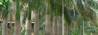 We have a huge selection of common palms such as king palms, queen palms & pigmy date palms, etc., as well as hard to find fish tail palms, king kong palms, triangle palms, windmill palms, travellers san diego county. Palm Tree Cycad El Cajon Tropical Ponderosa