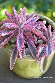 Kalanchoe Pink Butterflies Plants Wholesale Succulents Planting Succulents