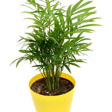 1 parlor palm in a 4 inch pot with care guide. 8 Types Of Palm Plants To Grow Indoors