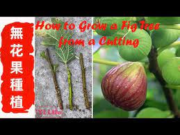 pin on garden and gardening