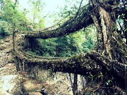 Image result for Cherrapunji root bridge