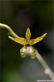 Image result for Eulophia caricifolia