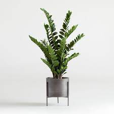 As we know that the size of the plant is affected by the size of the pot. Artificial Potted Zz Plant Reviews Crate And Barrel