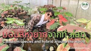 Check spelling or type a new query. à¸šà¸­à¸™à¸ª à¸«à¸²à¸¢à¸²à¸à¸ˆà¸²à¸à¸— à¸§à¹‚à¸¥à¸ We Plant Ep9 Youtube