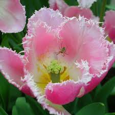 Jul 28, 2020 · vous avez peur des araignées ? 5 Astuces Naturelles Pour Faire Fuir Les Araignees De Votre Foyer