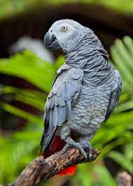 African Grey Parrot Parrot Africangrey Birdlovers African Grey Parrot Parrot Facts African Grey