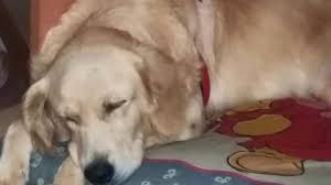 Bursa Golden Retriever Sahiplendirme Petika Veteriner Klinigi Facebook
