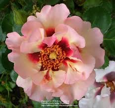 Maybe you would like to learn more about one of these? Photo Of The Stamens Filaments And Pistils Of Rose Rosa Eyeconic Pink Lemonade Posted By Zuzu Garden Org