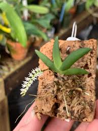 Image result for Bolusiella maudiae