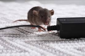 How to Look for Signs of Mice by Franklin Pest Solutions