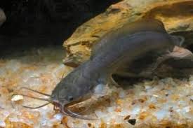 Pin Di Catfishes Of The World